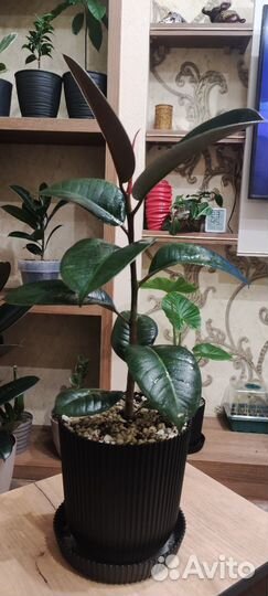 Фикус Эластика (каучуконосный) Робуста