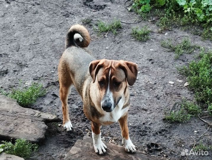 Ищем хозяина