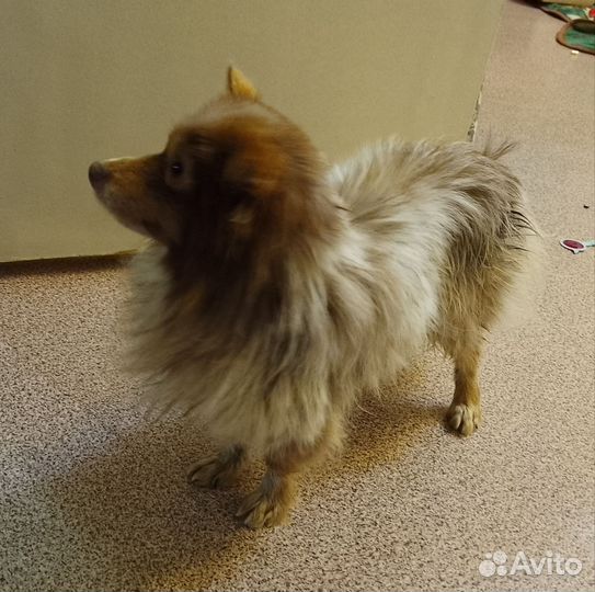 Собачка ищет семью