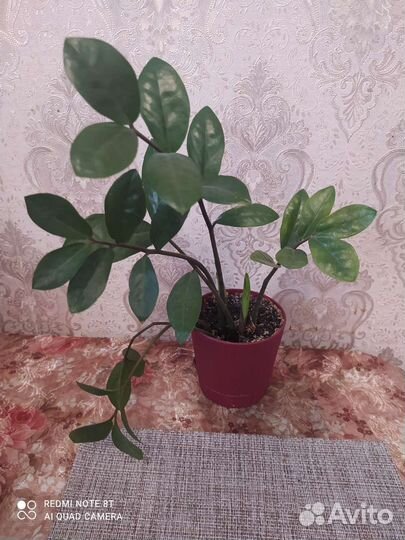 Замиокулькас