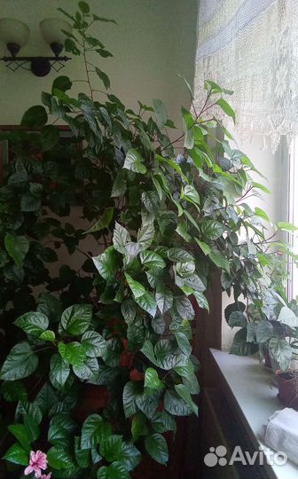 Гибискус, роза китайская