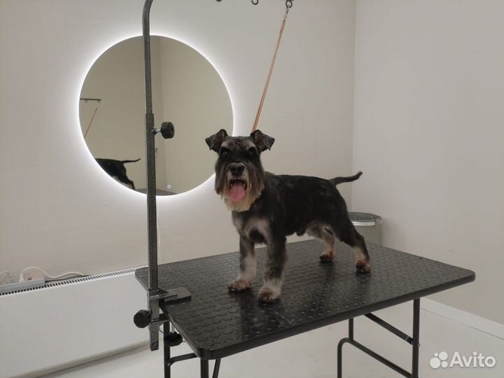 Груминг, стрижка животных (собак/кошек)