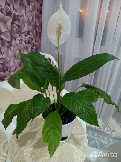Спатифиллум