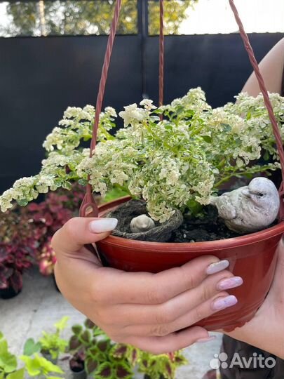 Пилея мелколистная