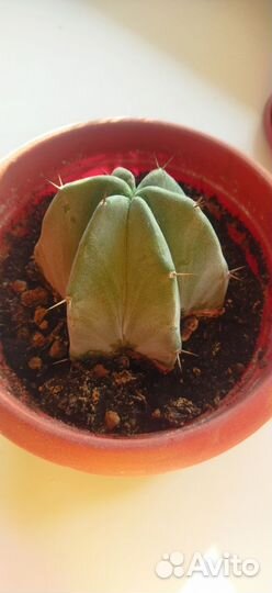 Кактусы и суккуленты