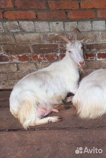 Коза дойная