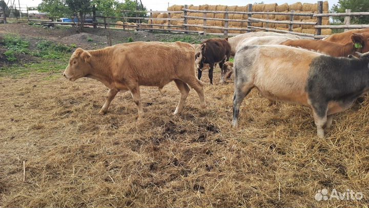 Холмогоры бычки