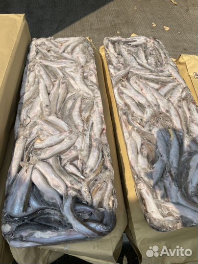 Мойва Сахалинская крупная белая свежий вылов 2023г