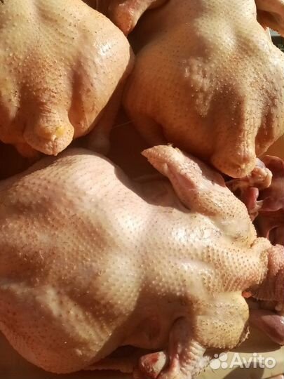 Домашние куриные яйца