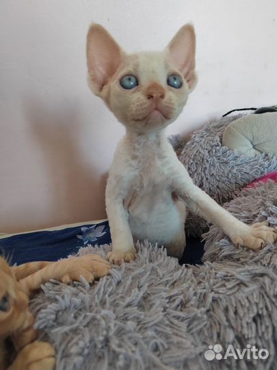 Котята девон-рекс