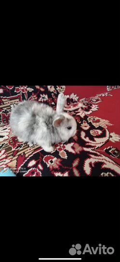 Кролики