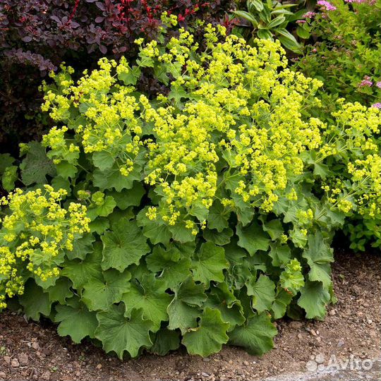 Растения для сада (Манжетка)