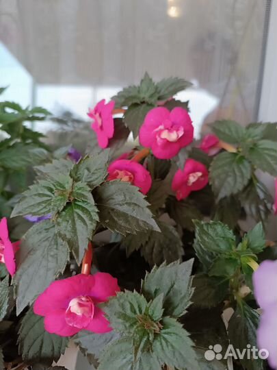 Ахименесы, 4 сорта