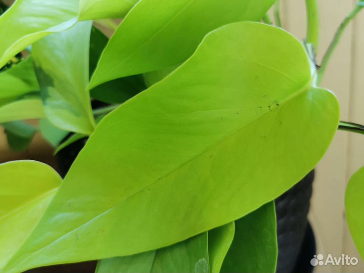 Сциндапсус, эпипремнум укорененные и на срез