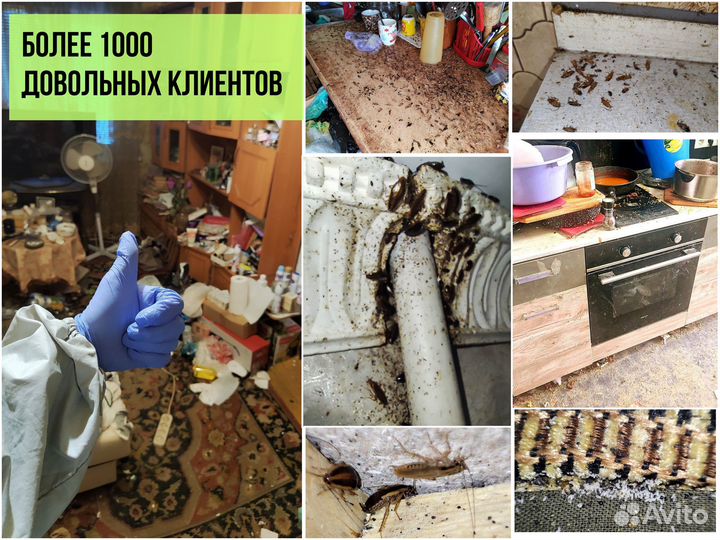 Уничтожение тараканов, клопов, крыс. Дезинсекция