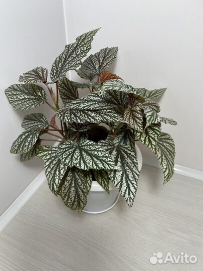 Бегонии кейн (тросниковые)