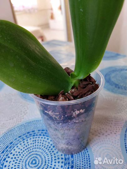 Орхидея фаленопсис Лиодоро