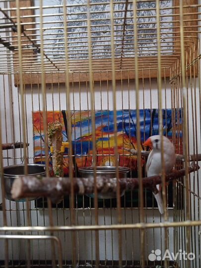 Продам амадину