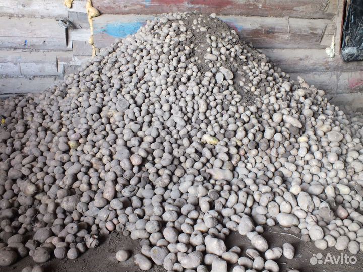 Картофель мелкий на корм