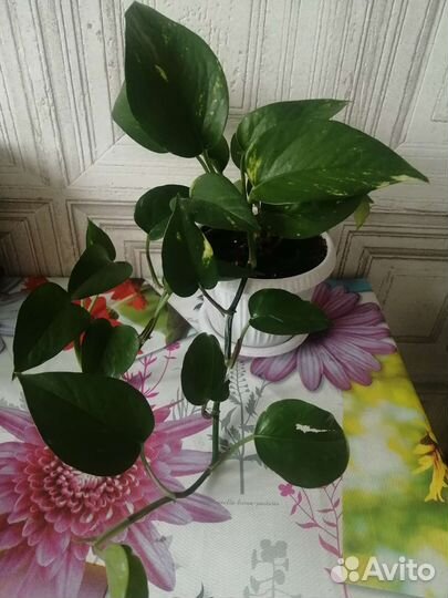 Сциндапсус Алоэ Маранта