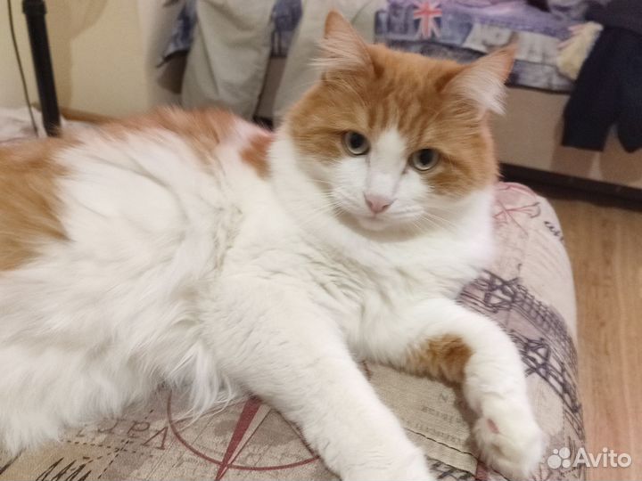 Отдам кота в добрые руки