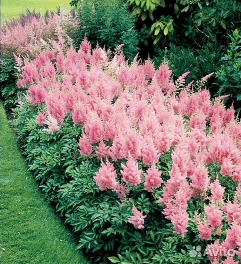 Астильба, махровые. Многолетники. Ромашка. Бордюры