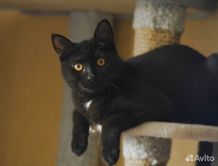 Котенок в добрые руки