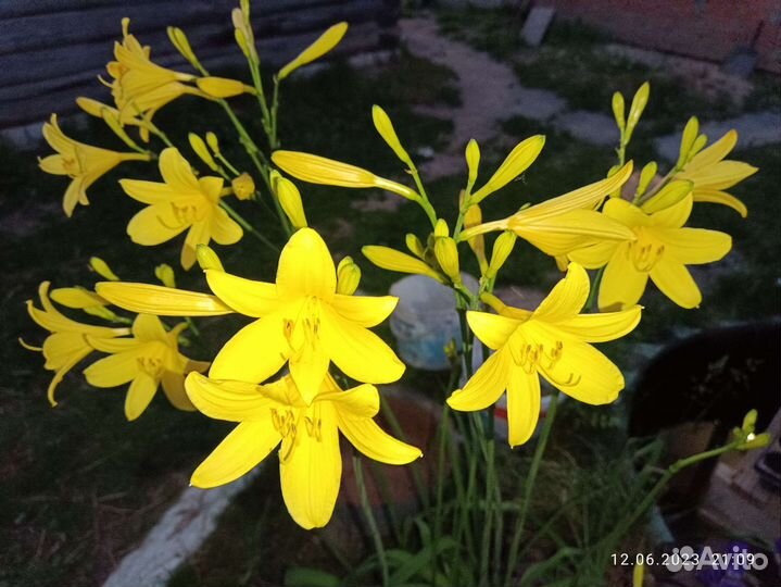 Лилейник желтый