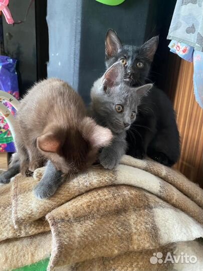Котята в добрые руки
