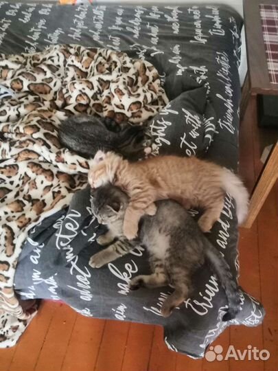 Кошка в дар бесплатно