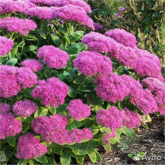 Гейхеры,лилейники,седум,физостегия