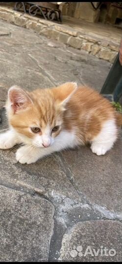 Котенок в добрые руки