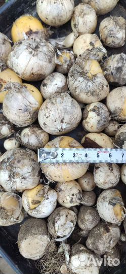 Лук декоративный