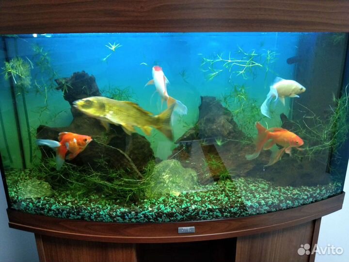 Обслуживание аквариума