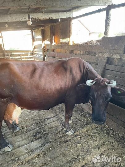Корова дойная