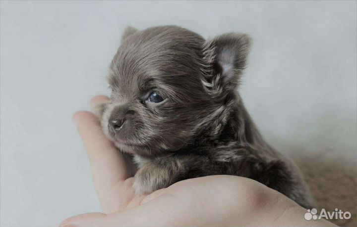 Чихуахуа щенки