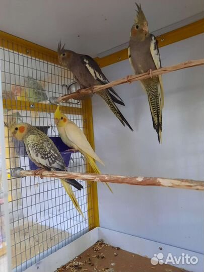 Попугаи корелла птенцы