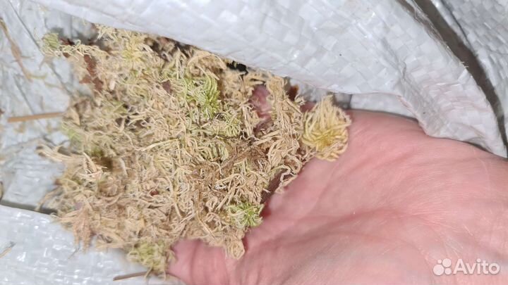 Товары для улиток