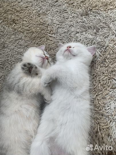 Британская шиншилла