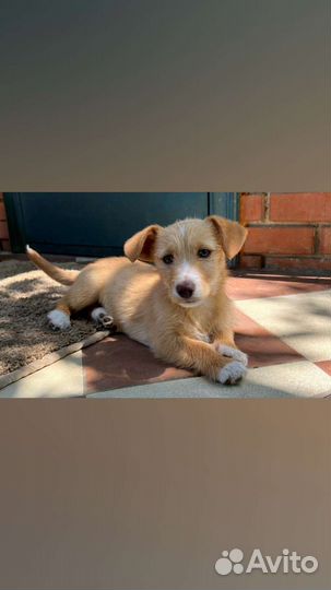 Собака в добрые руки щенок