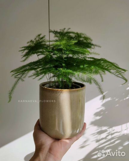 Аспарагус Сетациус