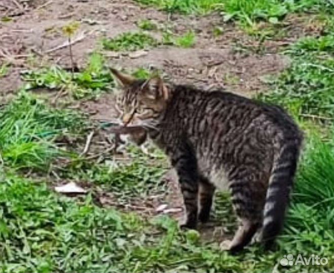 Котята от крысыловки