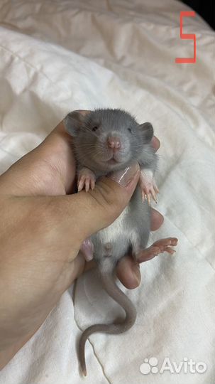 Крысята дамбо из питомника. Карточка крысенка, чек