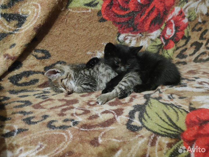 Котята