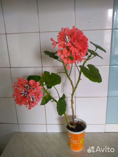 Пеларгония герань