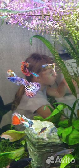 Продам Гуппи Берлинцы чистая линия