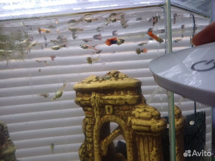 Рыбки гуппи