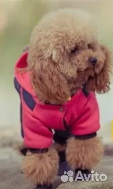 Щенки от сестры Груши пуделя той мишки