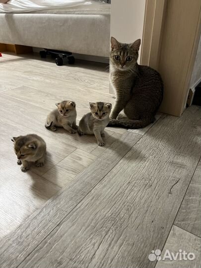 Шотландские котята