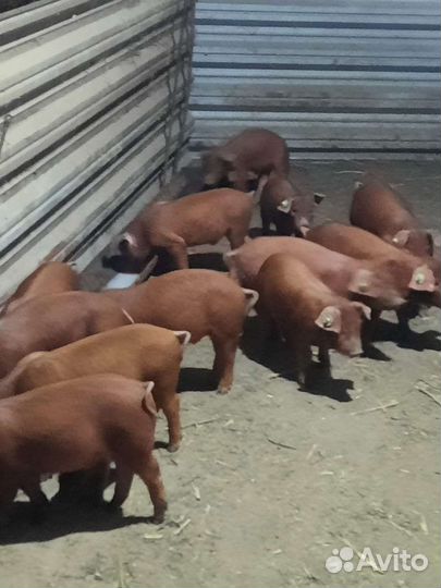 Поросенок дюрок